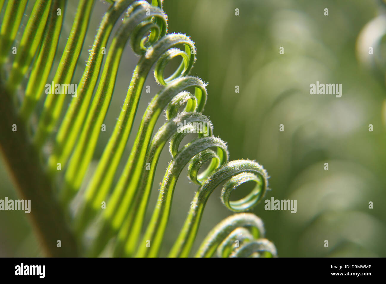 feuilles de CURL Banque D'Images