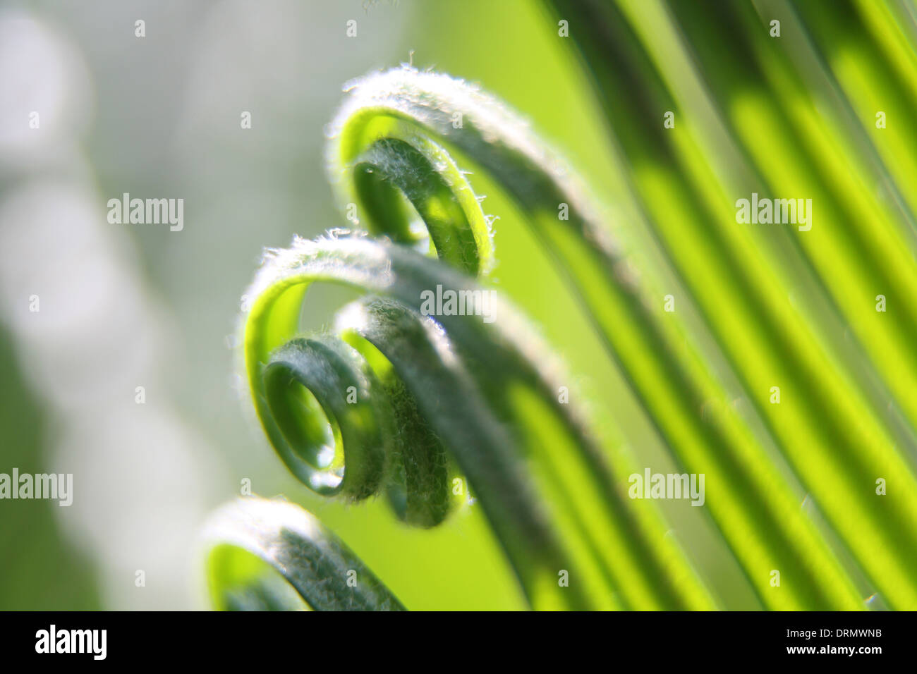 curl nouvelles feuilles Banque D'Images