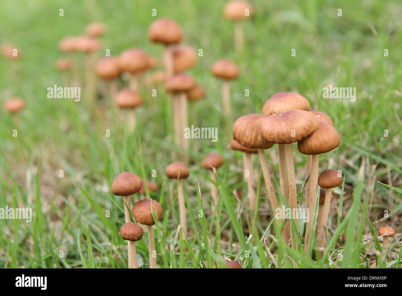Petits champignons parasol Banque D'Images