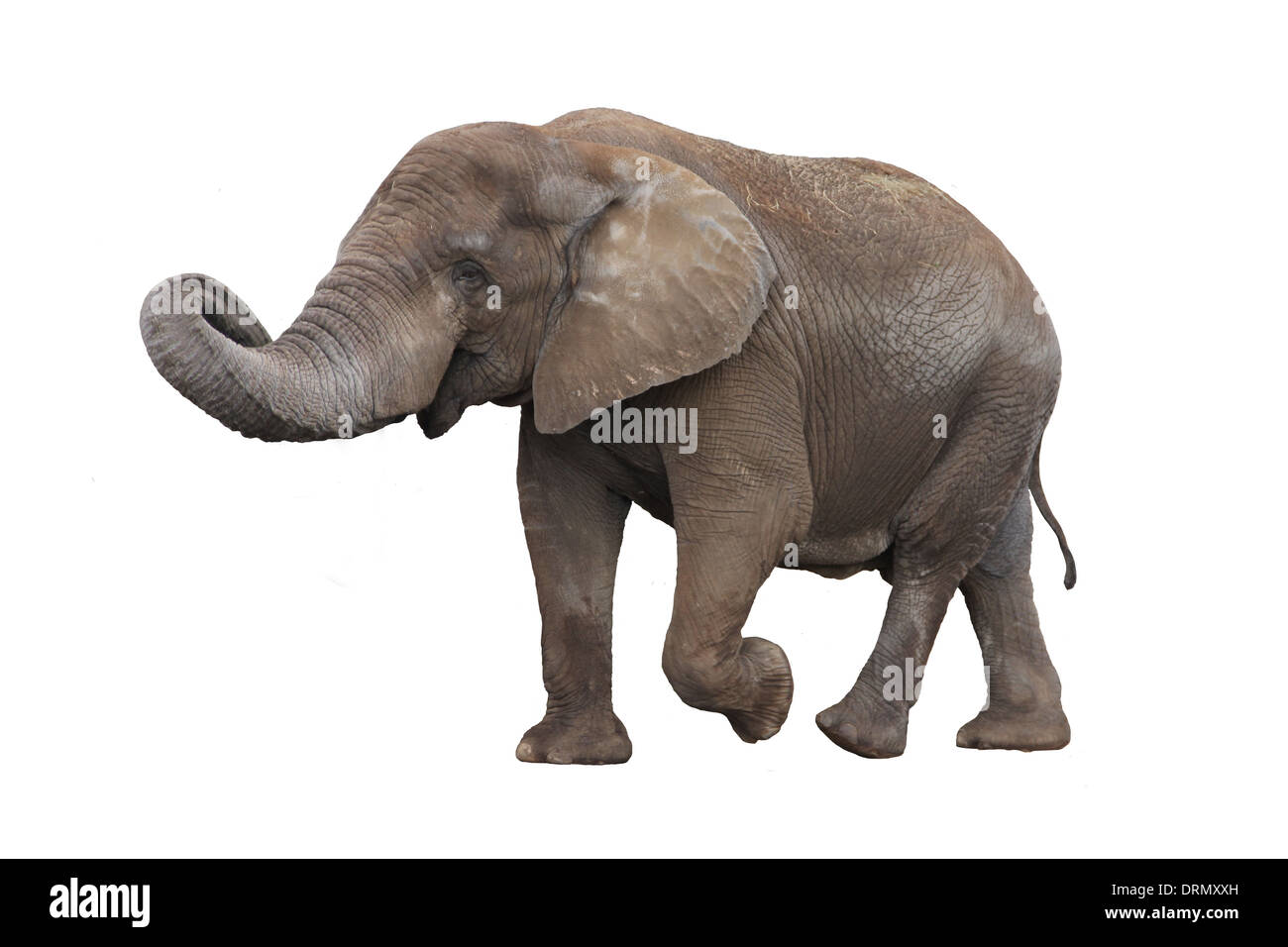Elephant isolated on white Banque D'Images