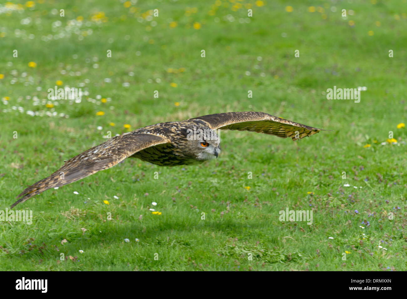 Bubo bubo, Uhu, grand-duc d'Europe Banque D'Images