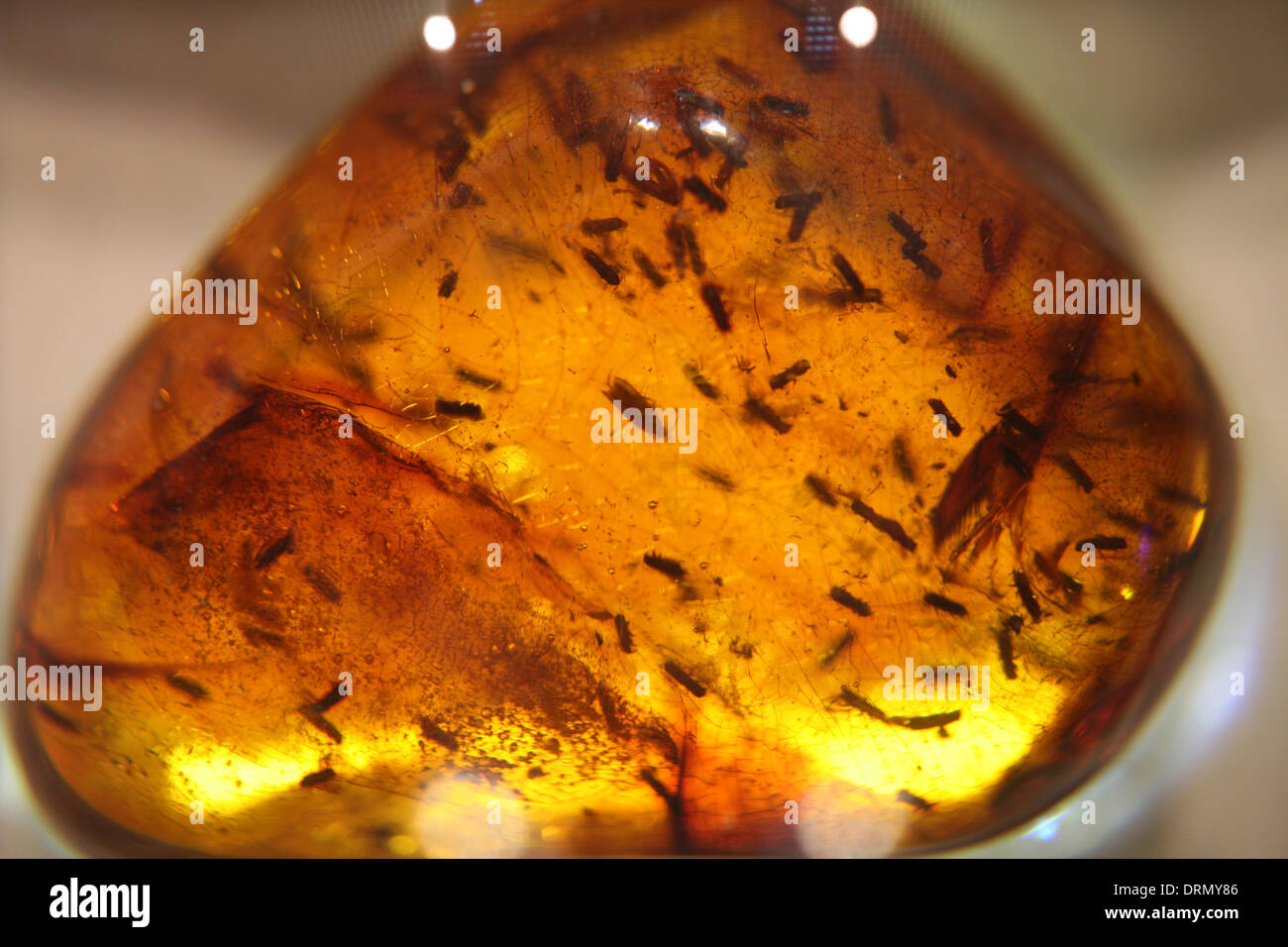 L'ambre dominicaine avec des insectes à l'intérieur dans le musée fossilisé  Mundo del Ambar à Santo Domingo, République dominicaine Photo Stock - Alamy