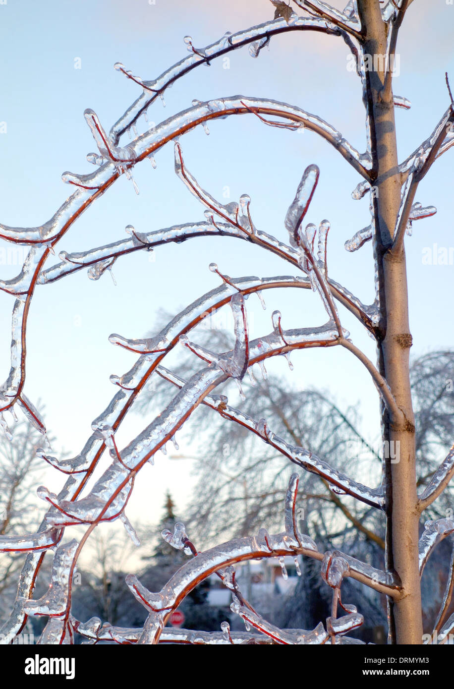 Les branches d'arbres gelés dans l'Ontario, Canada Banque D'Images