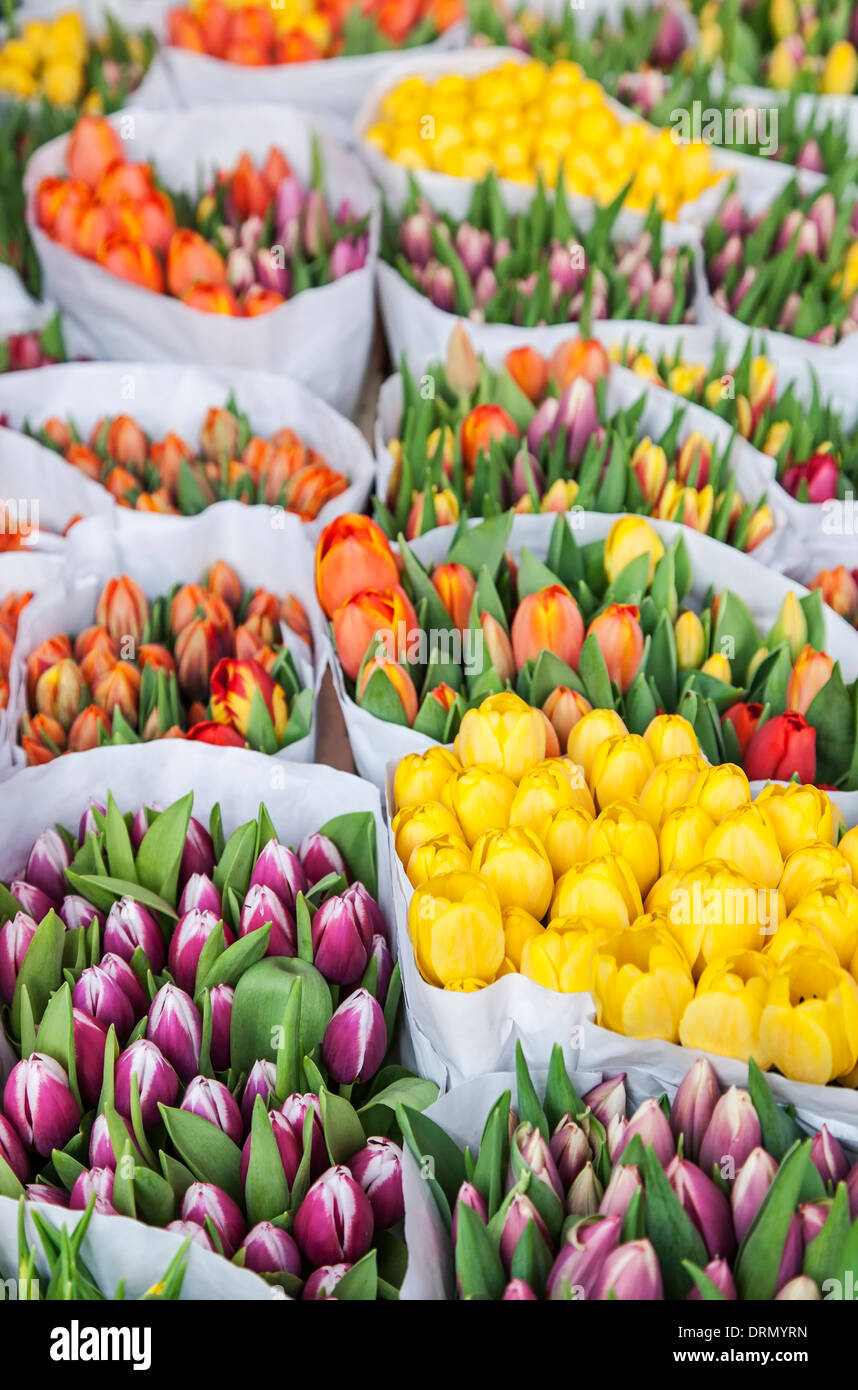 Fleurs à vendre, marché des producteurs, Grote Markt, Haarlem, Pays-Bas Banque D'Images