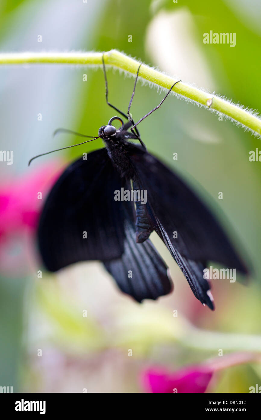 Papillon Grand Mormon Banque D'Images