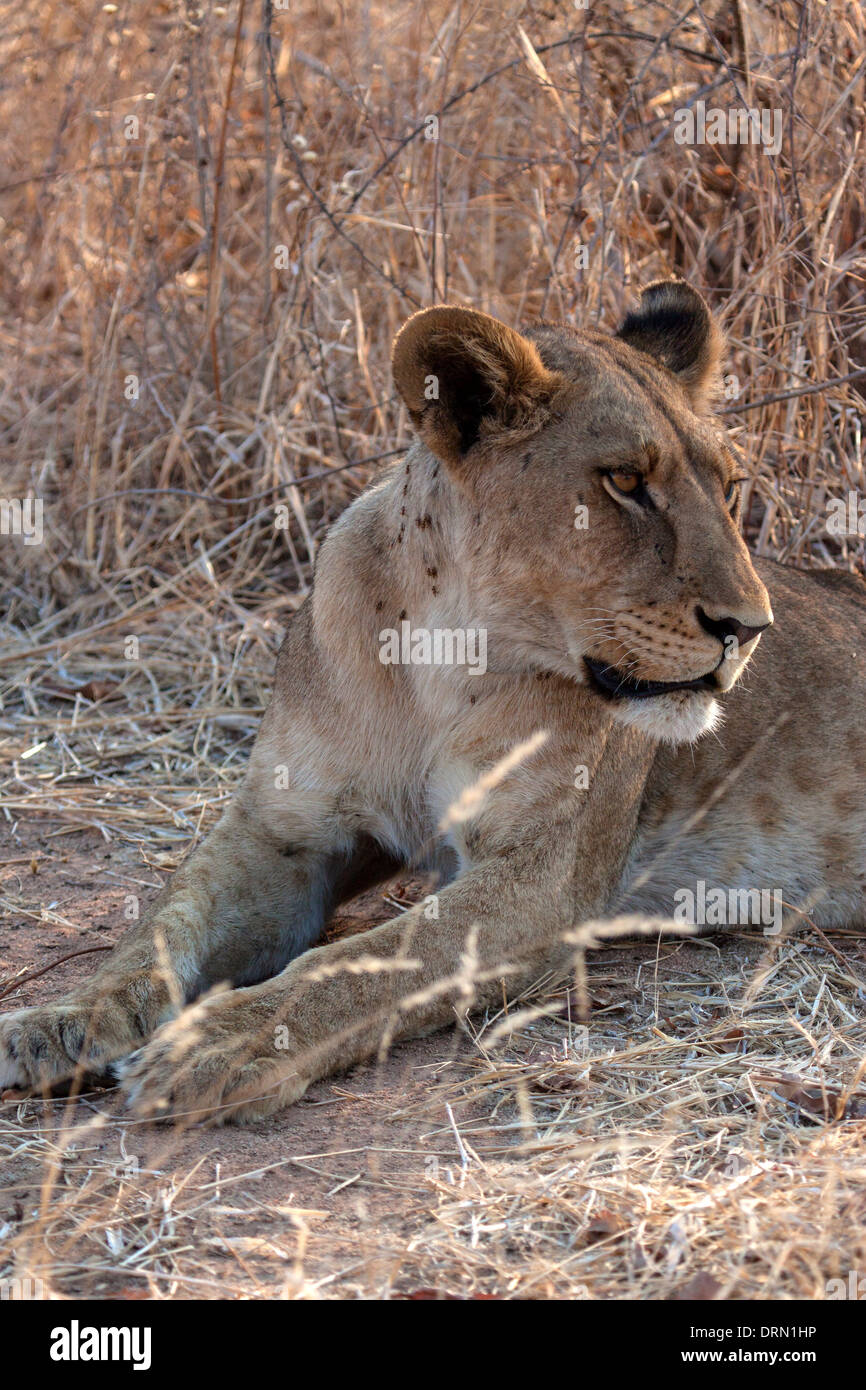 Lionne africaine en Afrique Tanzanie Ruaha National Park Banque D'Images