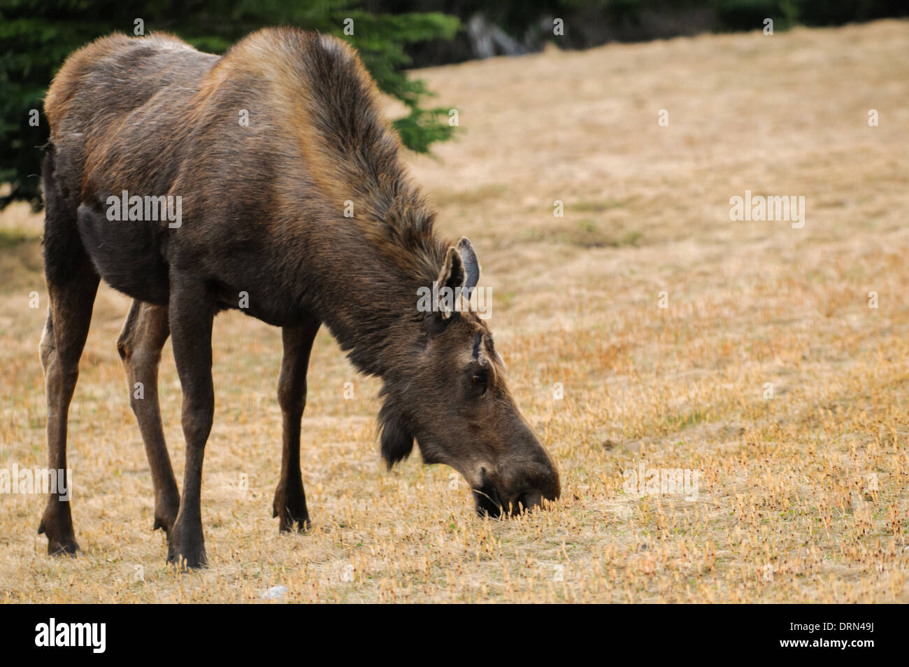 L'Amérique du Nord Sauvage, à l'orignal dans la région de Kananaskis, Alberta, Canada Banque D'Images L'Amérique du Nord Sauvage, à l'orignal dans la région de Kananaskis, Alberta, Canada Banque D'Images