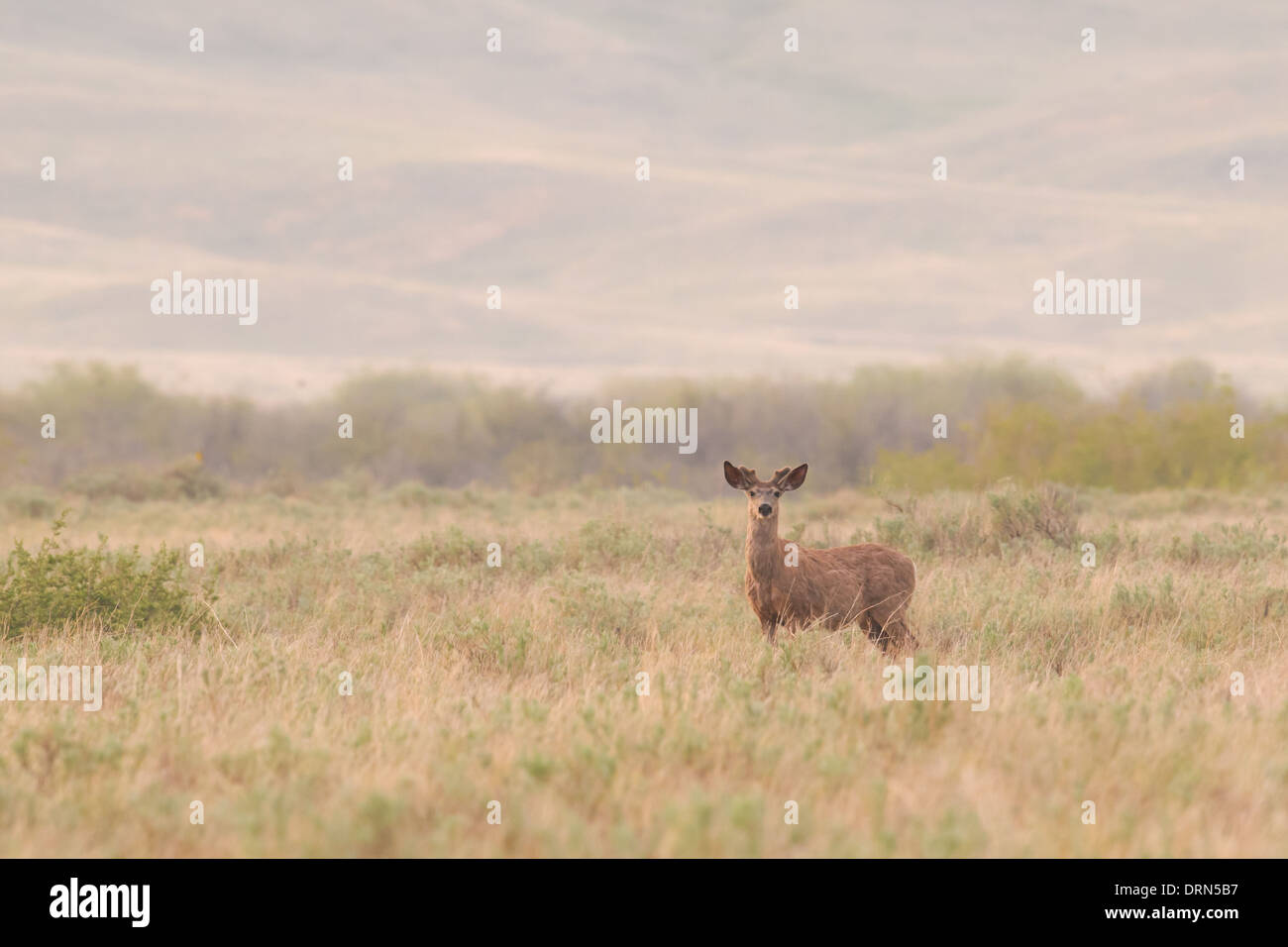 Cerf de Virginie dans les prairies ouvertes à l'aube, le parc national des Prairies en Saskatchewan Canada Banque D'Images