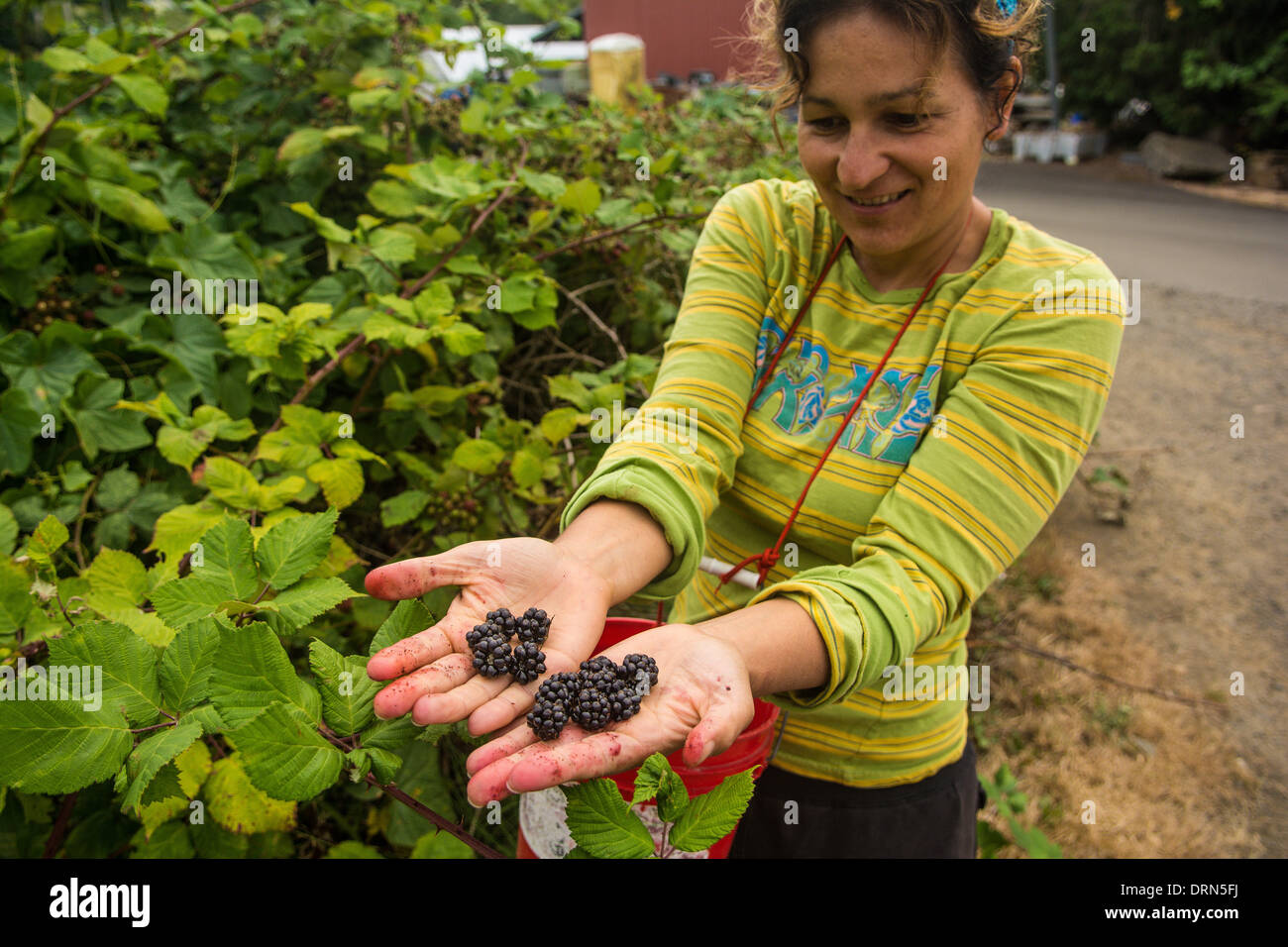 Woman picking blackberries, Astoria, Oregon, USA Banque D'Images