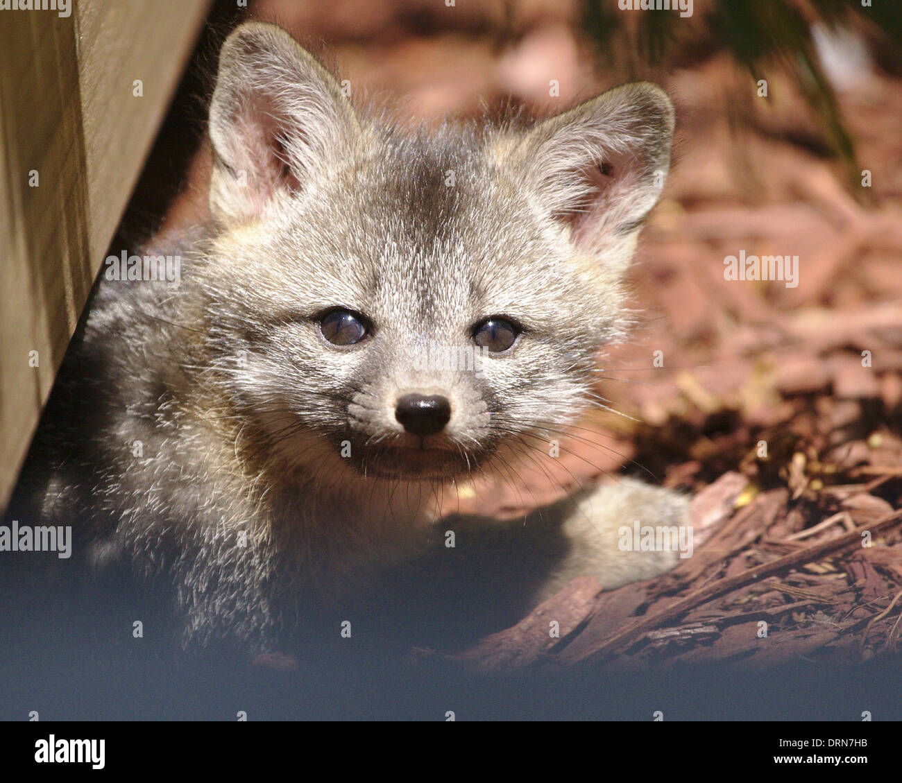 Tête portrait d'un kit fox brown sortant de dessous d'une terrasse en bois, entouré de paillis rouge. Banque D'Images