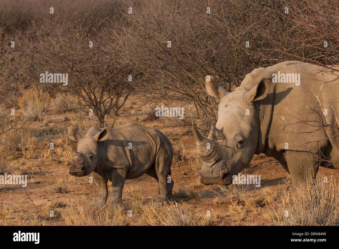 Un bébé rhino et mère à Erindi Game Reserve en Namibie. Banque D'Images