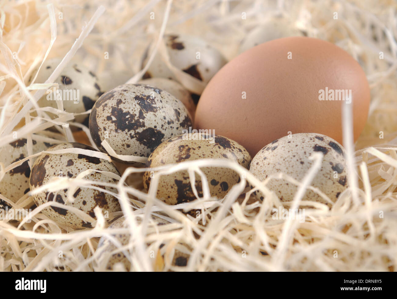 Œuf de poule entre les petits oeufs de cailles dans la paille Banque D'Images