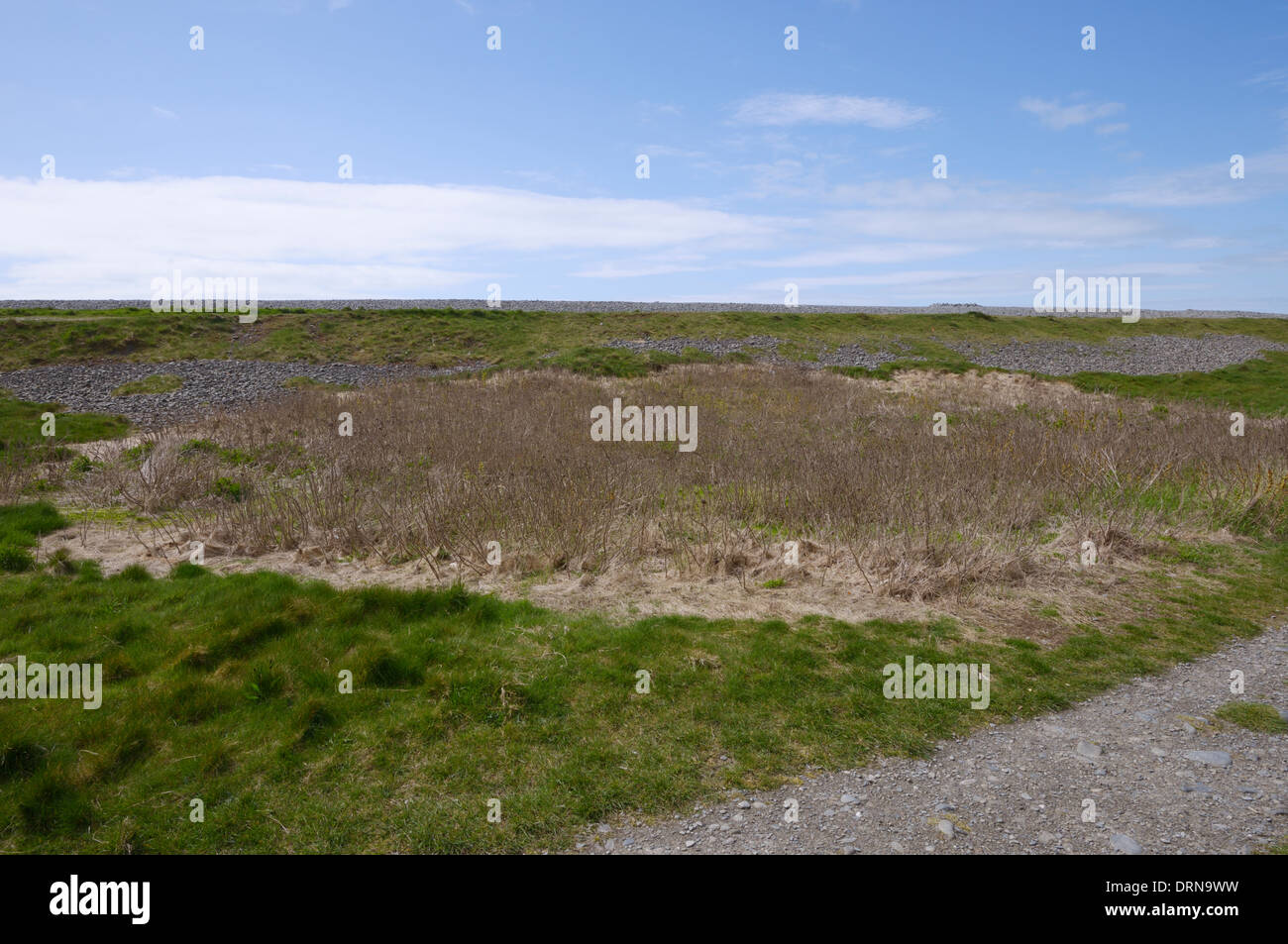 L'utilisation ciblée de l'herbicide pour contrôler une plante envahissante, Rosa rugosa sur une plage de galets de l'écosystème, Galles, Royaume-Uni Banque D'Images