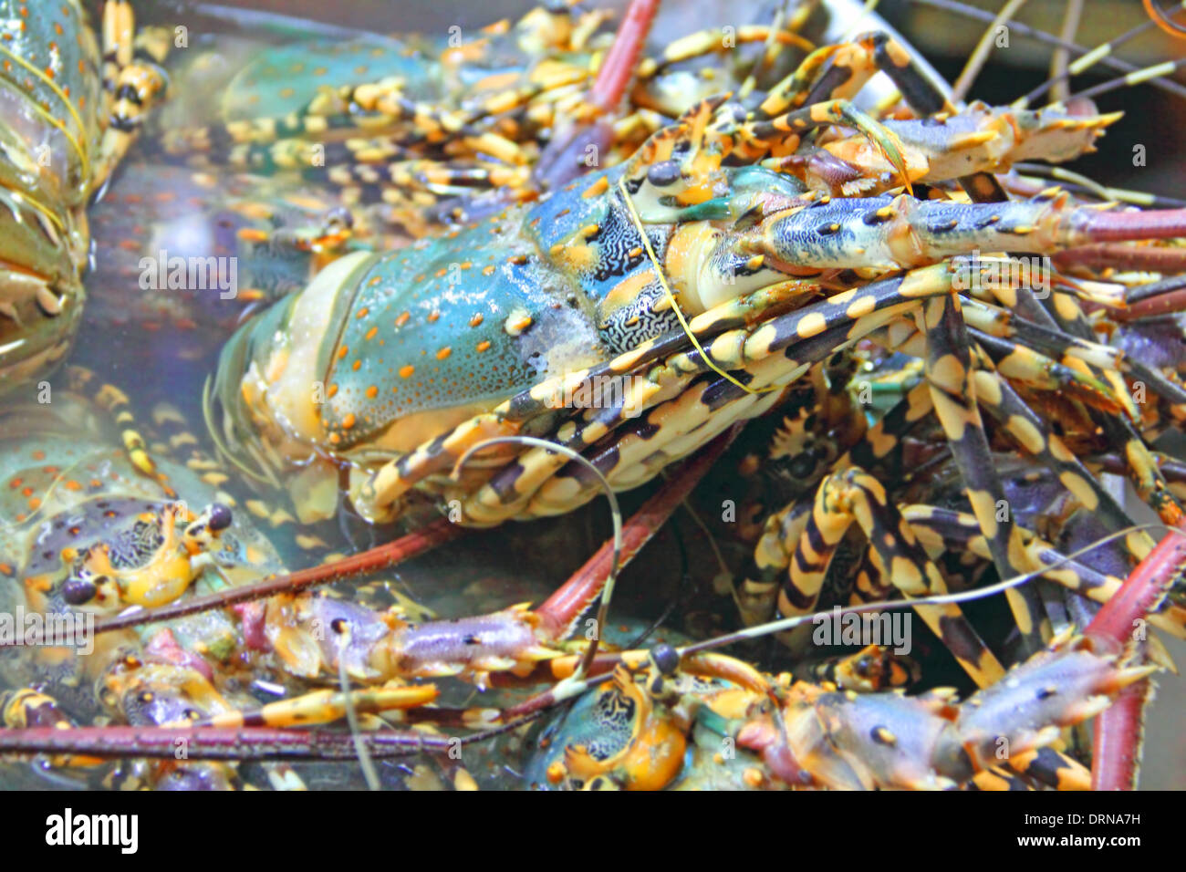 Les homards fraîchement pêchés dans le marché commun Banque D'Images