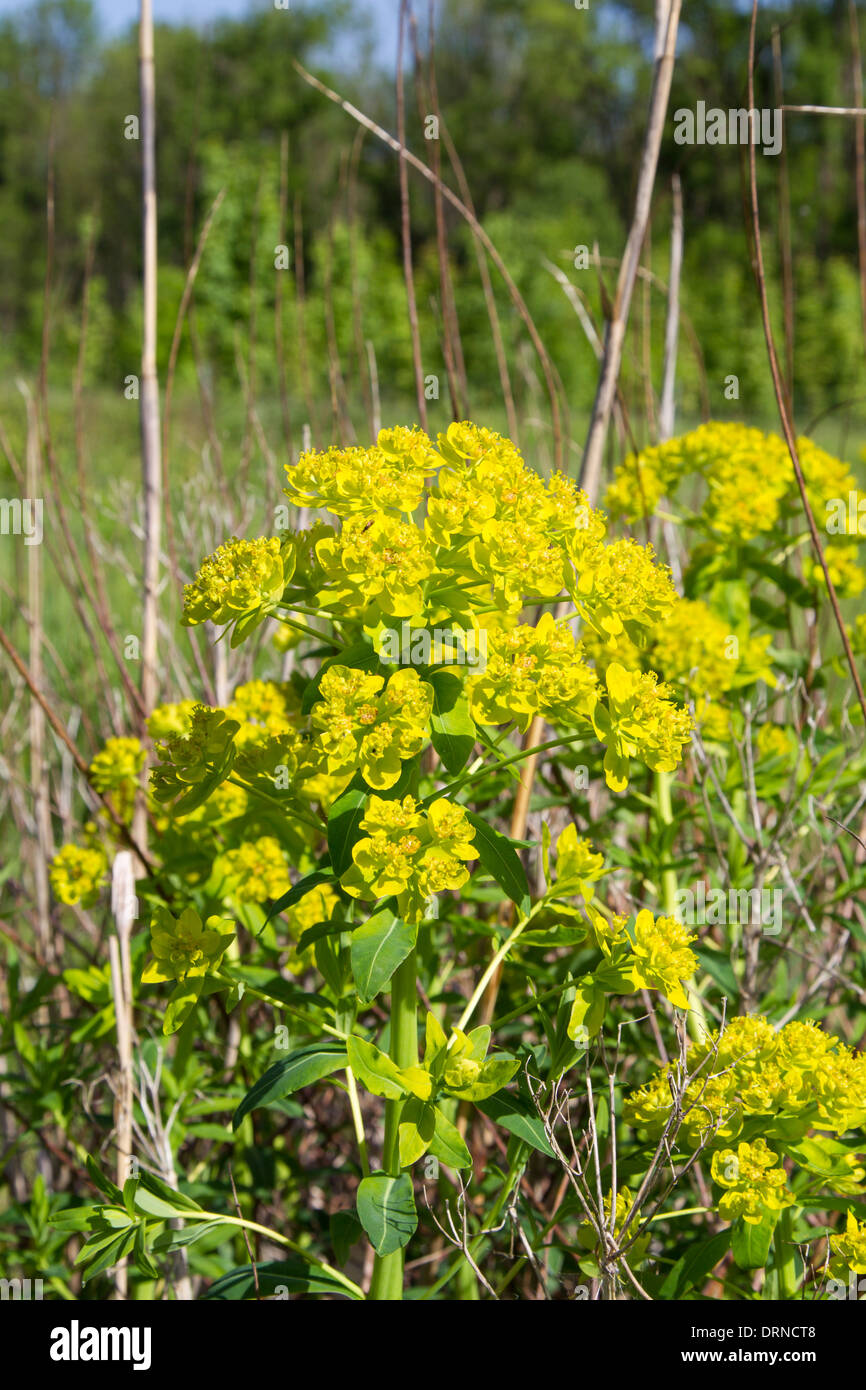 Euphorbia palustris asclépiade incarnate Sumpf-Wolfsmilch Banque D'Images