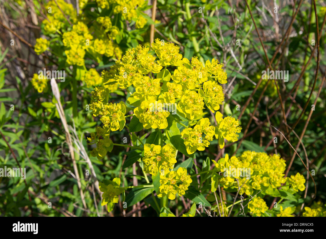 Euphorbia palustris asclépiade incarnate Sumpf-Wolfsmilch Banque D'Images