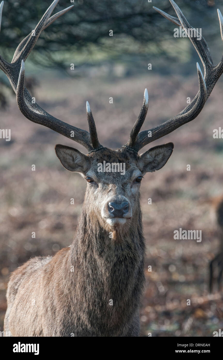 Red Deer : Cervus elaphus. Stag. Richmond Park, Surrey, Angleterre Banque D'Images