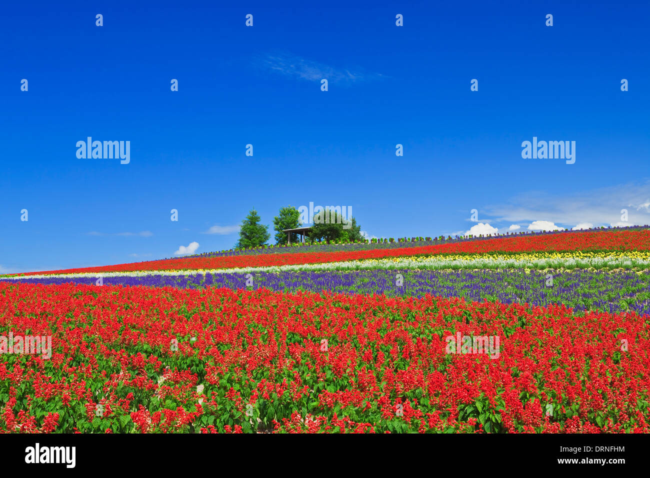 Jardin de fleurs colorées et de ciel bleu à Hokkaido. Banque D'Images