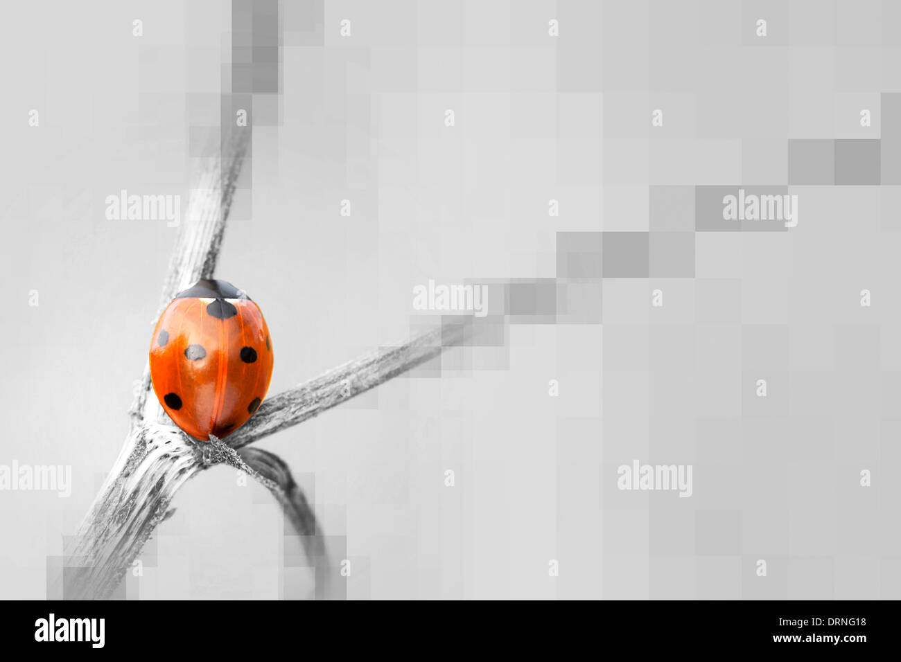Fond gris avec des carrés et sept rouge spot ladybird Banque D'Images