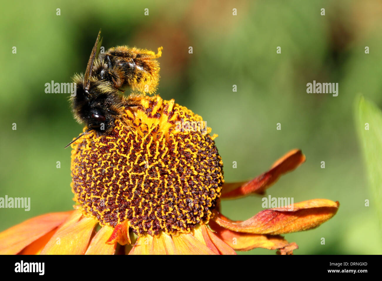 Cerf chamois bourdon sur fleur (1 d'Helenium une série d4) Banque D'Images