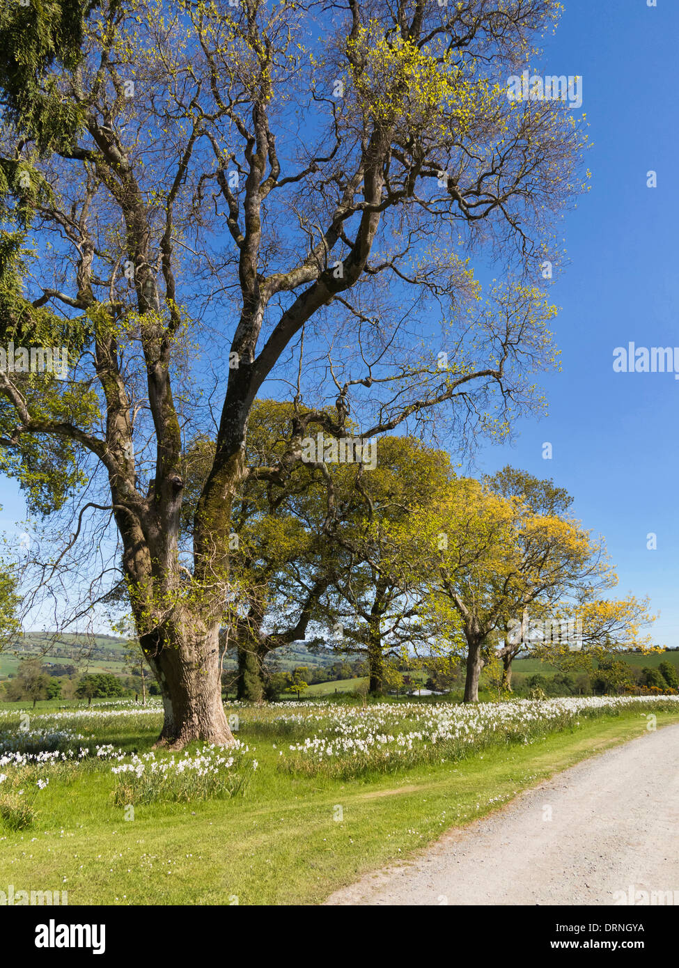 Irlande paysage - frênes par le côté d'un chemin de campagne, République d'Irlande, l'Europe au printemps Banque D'Images