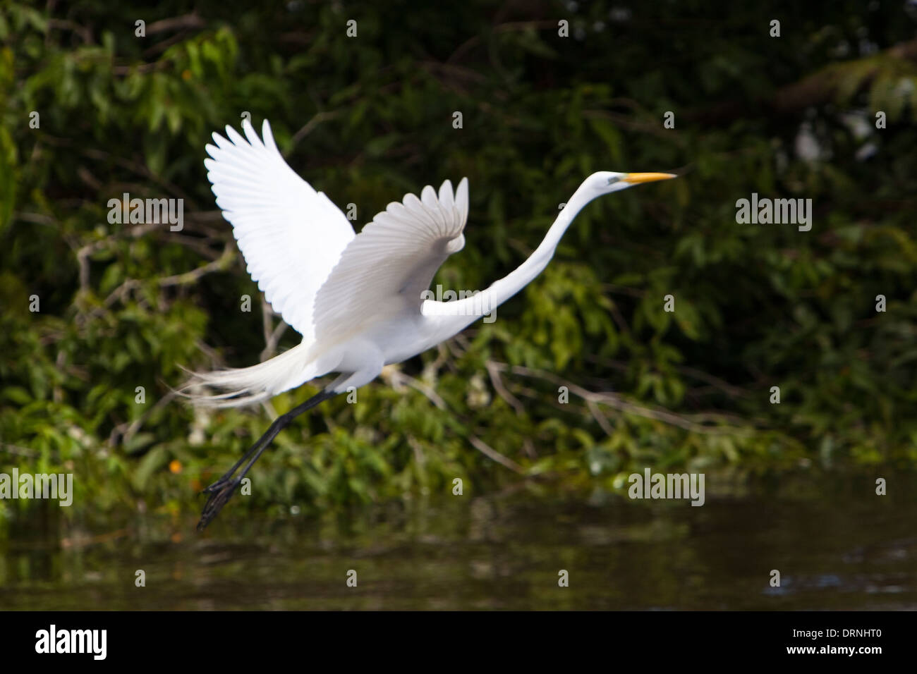 Une grande aigrette blanche s'exécute à partir d'un retour de l'eau de l'Amazone à Santarem avec les ailes écartées Brésil Amérique du Sud Banque D'Images