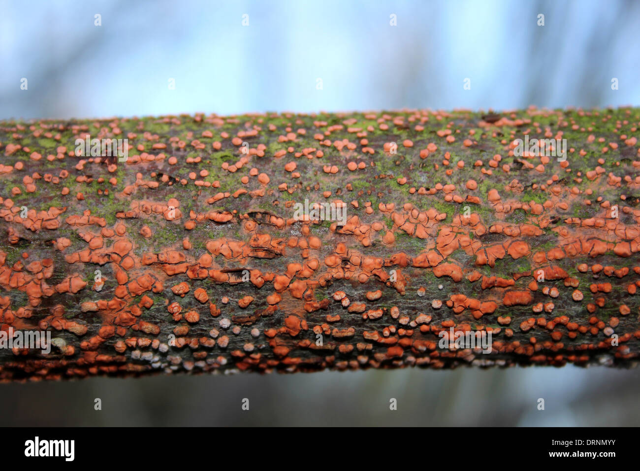 Le champignon Nectria cinnabarina corail prises au bord des eaux Country Park, Royaume-Uni Banque D'Images