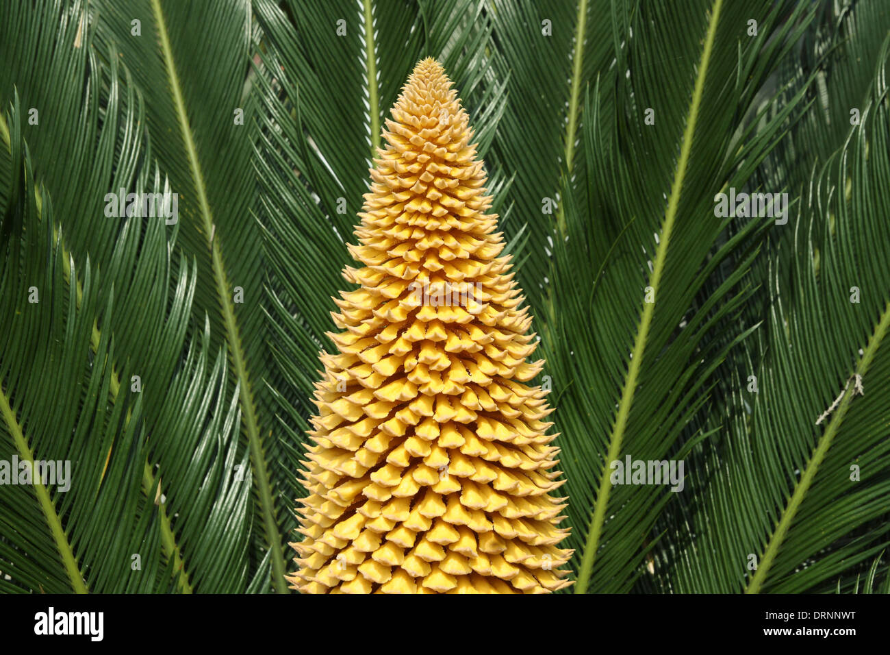 Le cycas en fleurs Banque D'Images