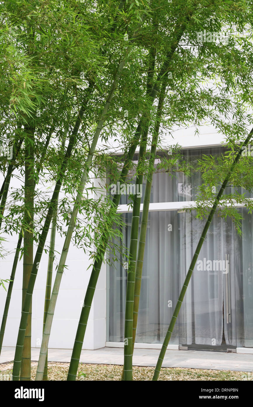 Bambou vert et de la chambre Banque D'Images