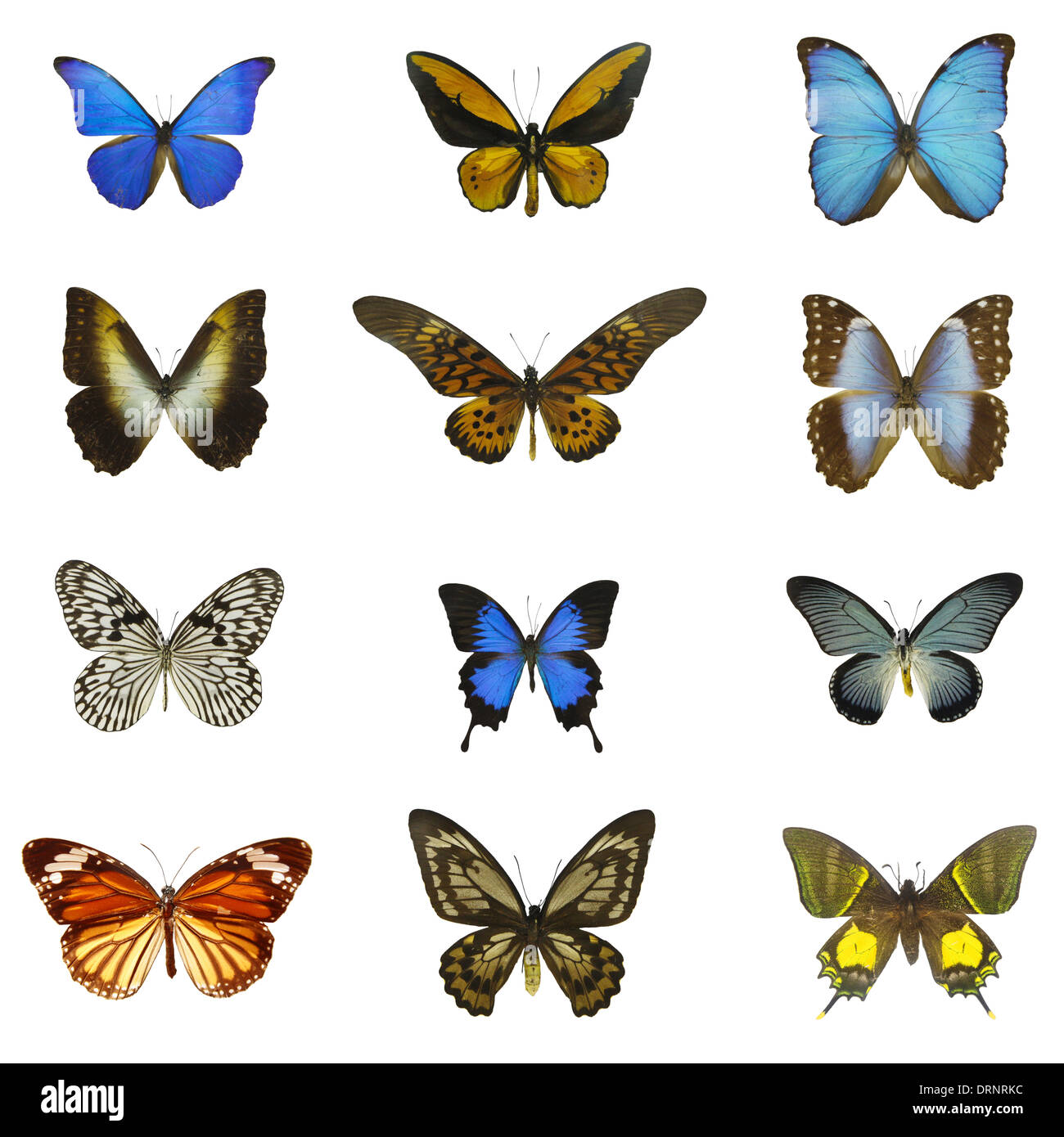 12 papillons différents Banque D'Images