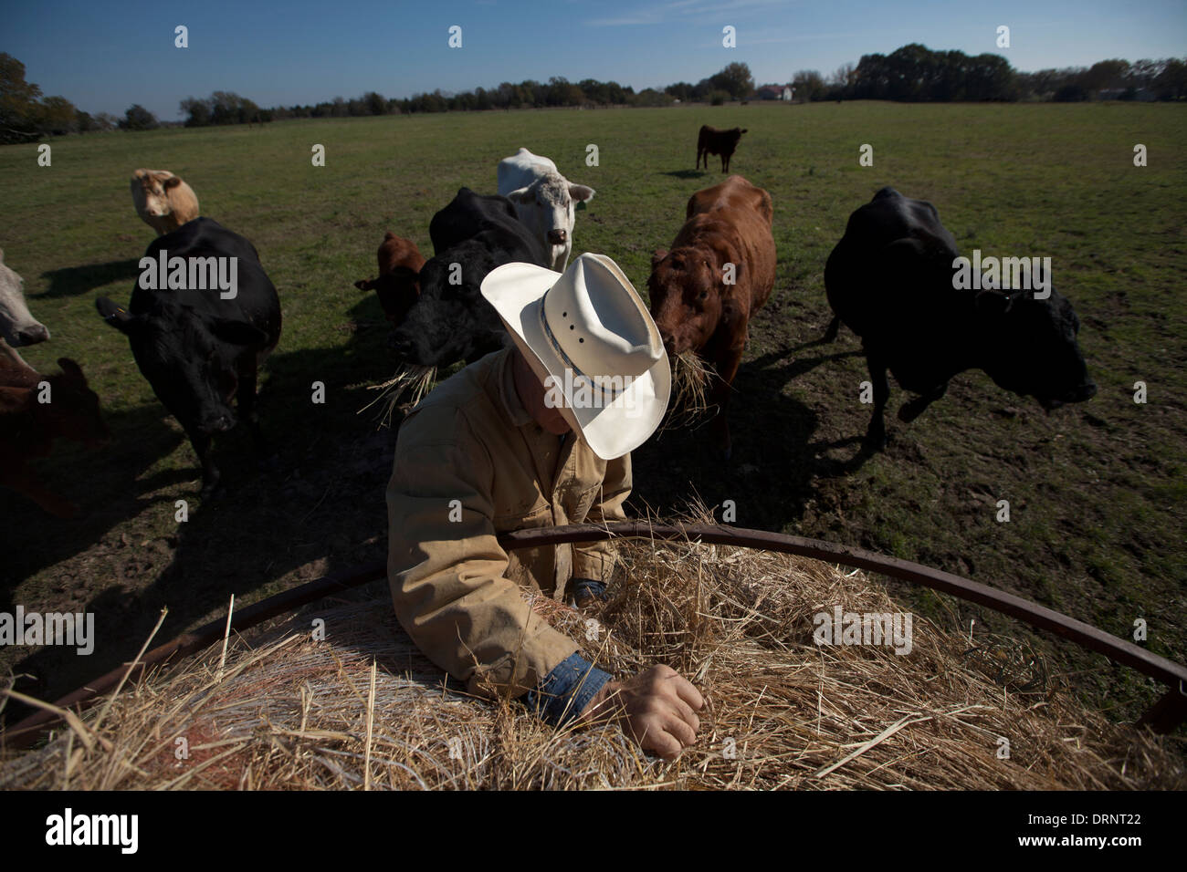 Un éleveur de bétail donne de la nourriture à ses vaches dans Waxahachie, Texas, United States, 29 novembre 2013. Banque D'Images