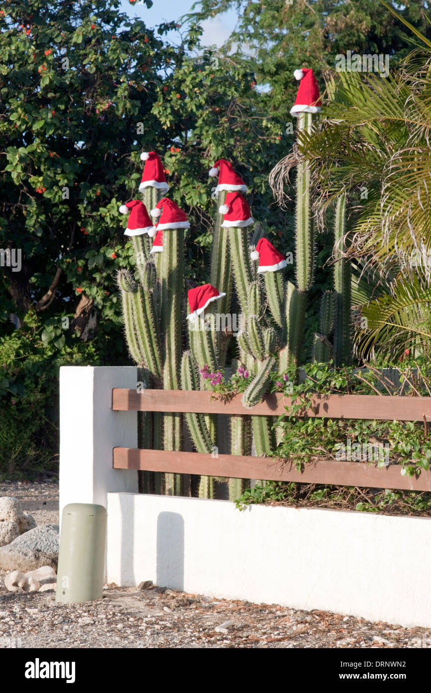 Chapeaux de Noël ornent des cactus dans Bonaire Banque D'Images