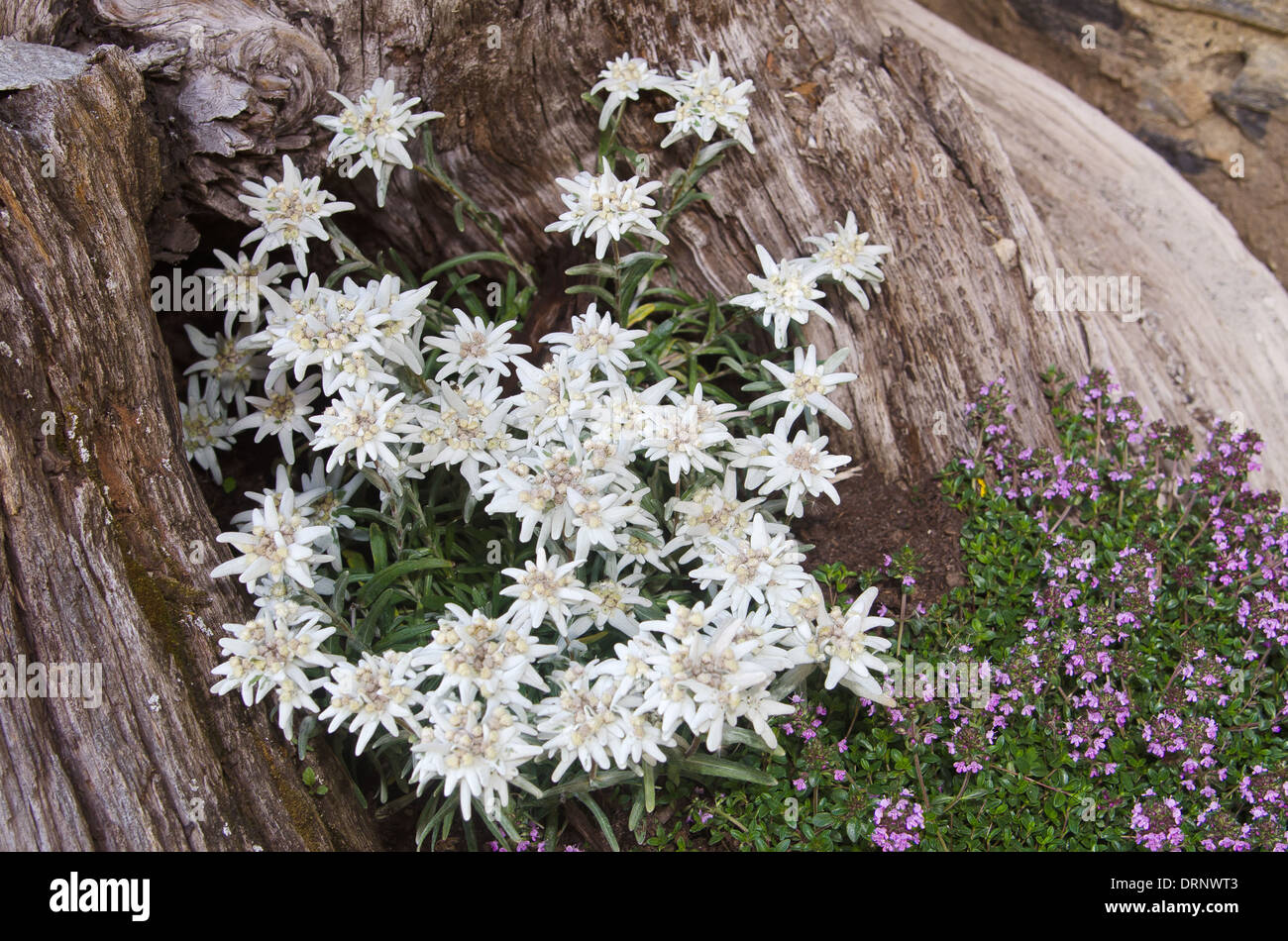 Fleurs D edelweiss Banque De Photographies Et D images Haute fleurs-d-edelweiss-banque-de-photographies-et-d-images-haute