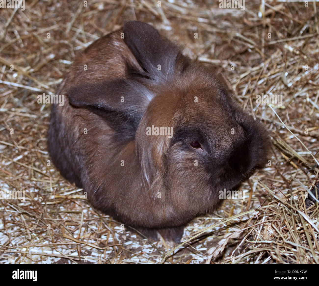 De couleur marron, lapin de Lionhead UK Banque D'Images