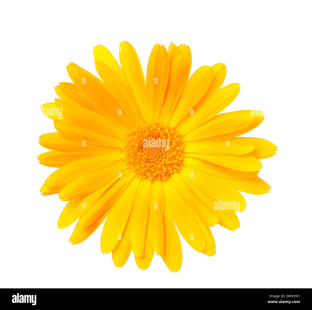 Calendula. Marigold flowers isolated on white Banque D'Images