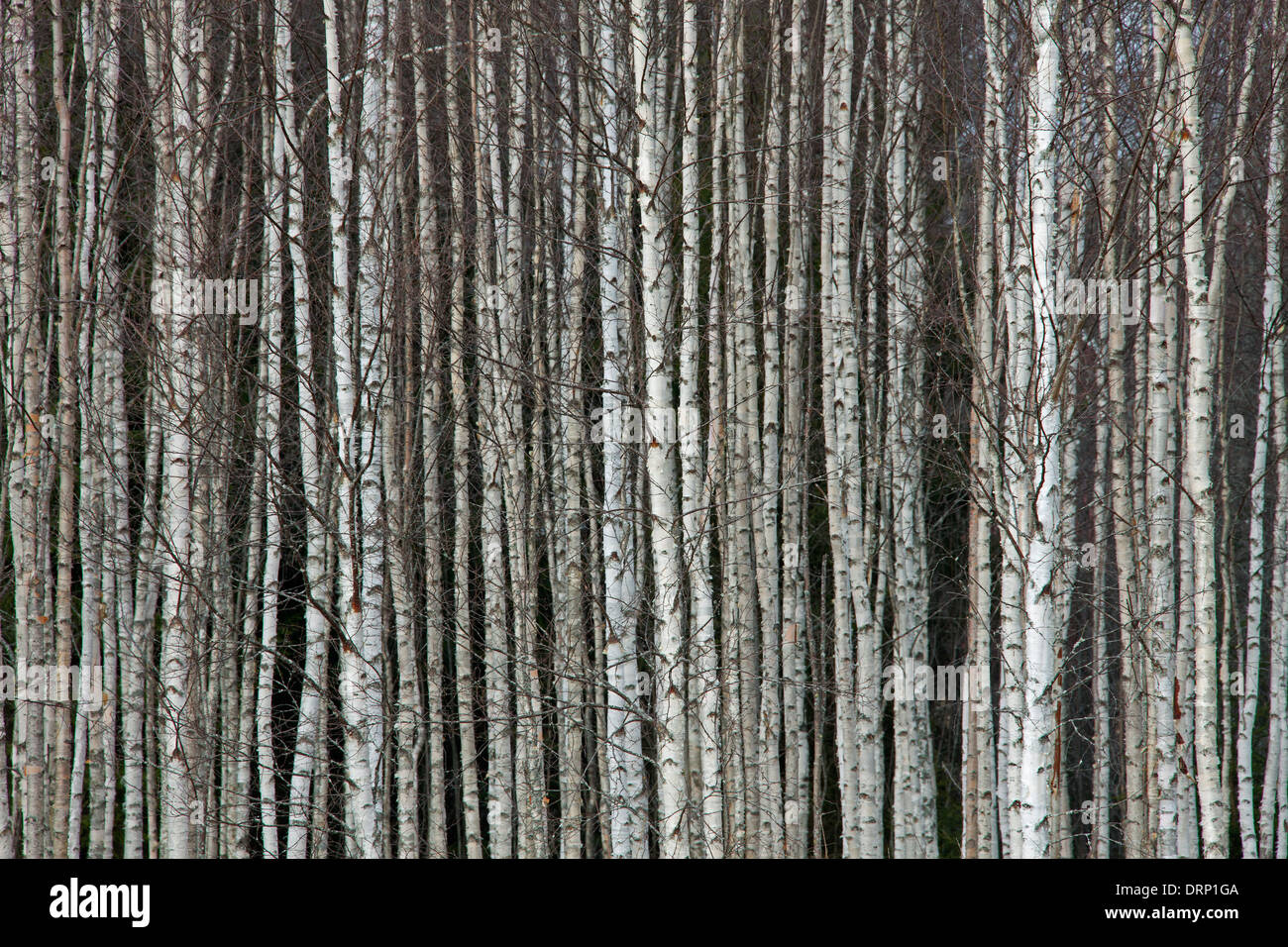 Les troncs des arbres de bouleau blanc / bouleau commun / bouleaux blancs (Betula pendula / Betula alba) les arbres en forêt, Suède, Scandinavie Banque D'Images