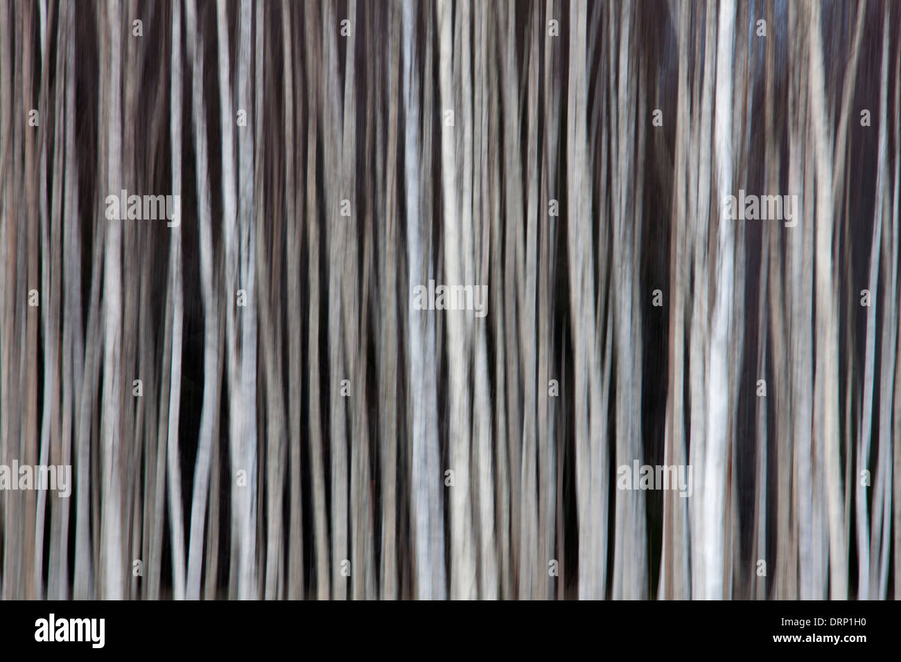 Les troncs des arbres de bouleau blanc / bouleau commun / bouleaux blancs (Betula pendula / Betula alba) les arbres en forêt, Suède, Scandinavie Banque D'Images