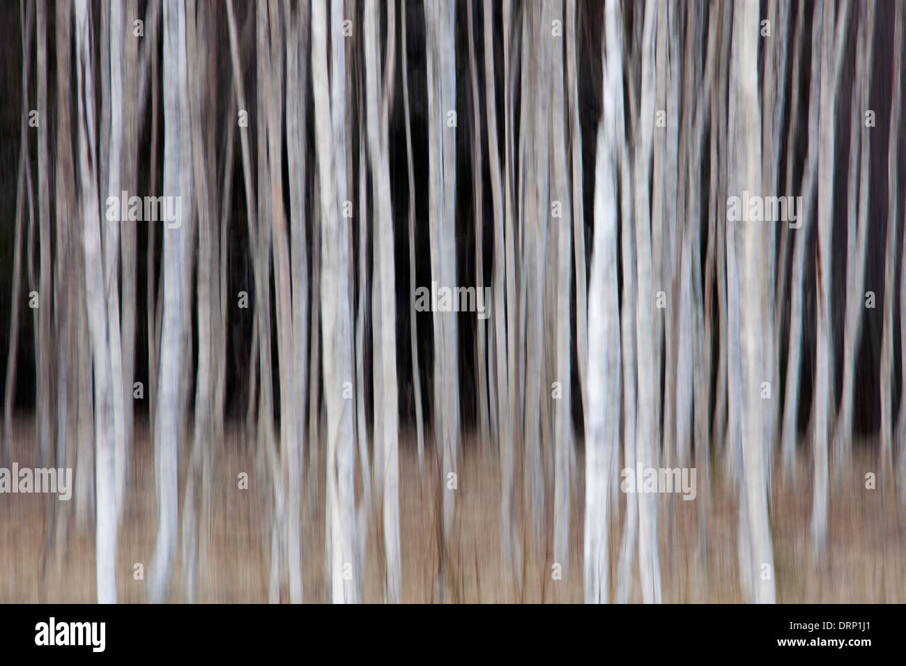 Les troncs des arbres de bouleau blanc / bouleau commun / bouleaux blancs (Betula pendula / Betula alba) les arbres en forêt, Suède, Scandinavie Banque D'Images