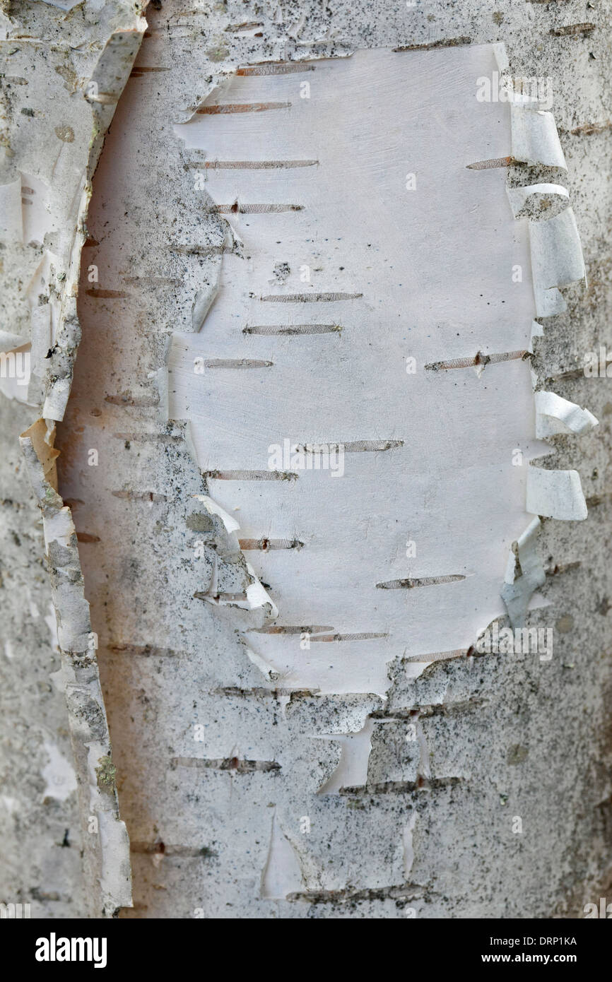 Silver Birch / bouleau commun / bouleau blanc (Betula pendula / Betula alba) close up d'écorce blanche sur tronc d'arbre Banque D'Images