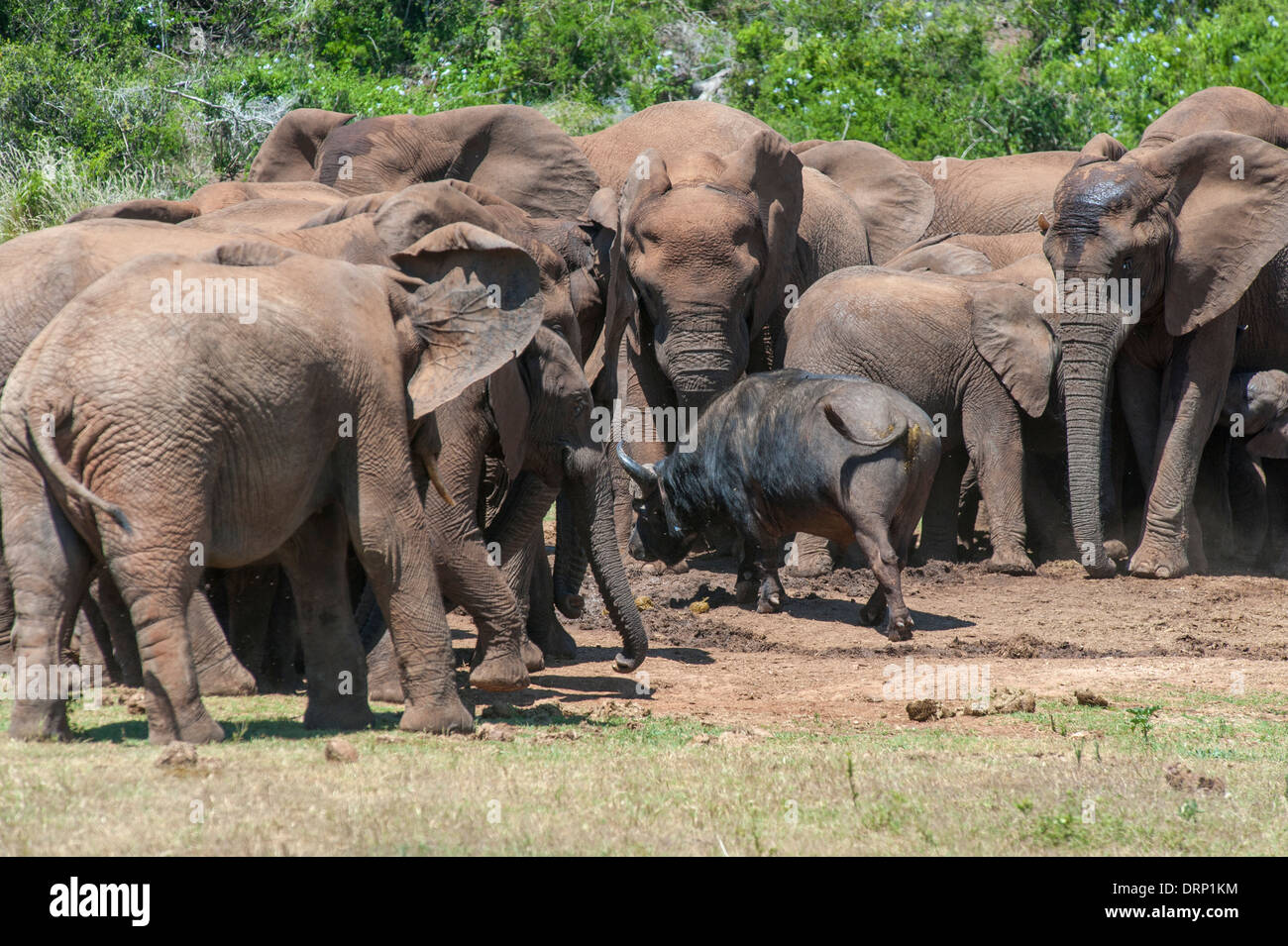 Buffalo intrépide (Syncerus caffer) marche à travers un groupe d'éléphants (Loxodonta africana), Addo Elephant Park, Afrique du Sud Banque D'Images