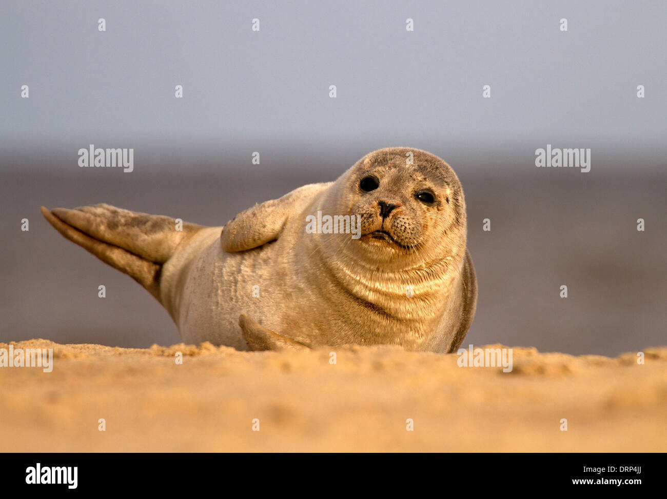 Phoque commun ou phoque commun phoca vitulina Banque de photographies ...