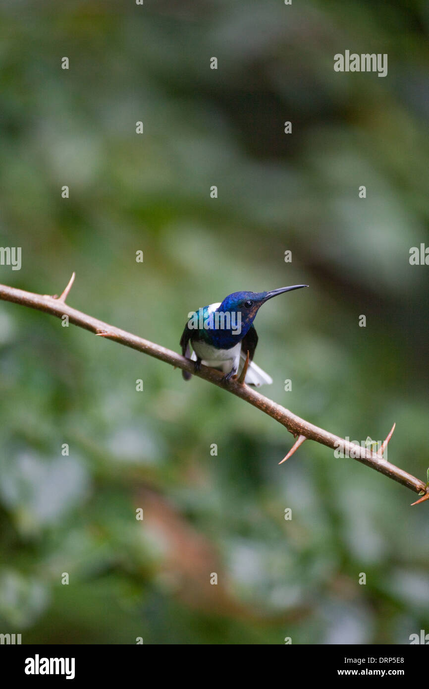 White-necked Jacobin Florisuga mellivora (Hummingbird). Des hommes. Costa Rica. Banque D'Images