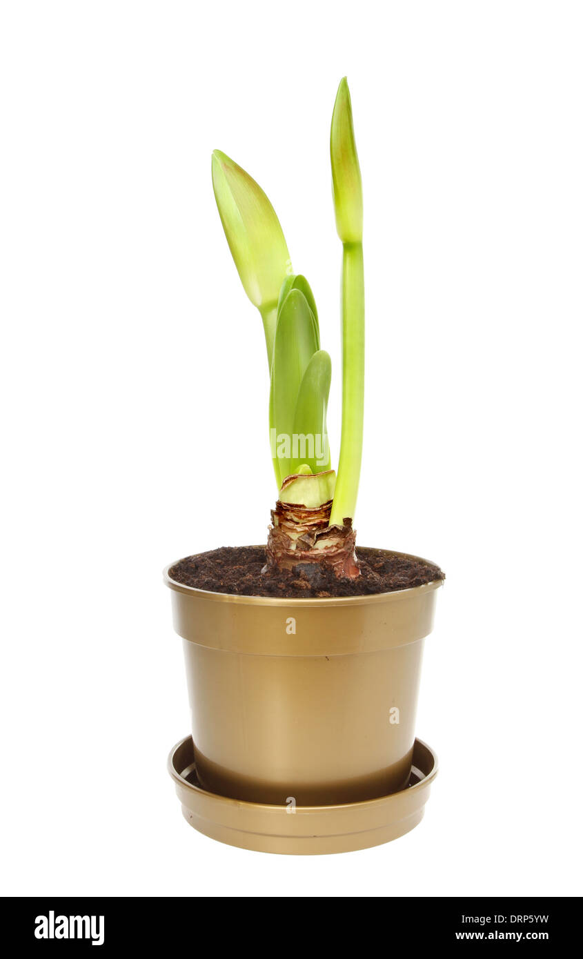Les bourgeons de fleurs et de feuilles de pousses d'une plante de l'amaryllis dans un pot en plastique blanc isolé contre Banque D'Images
