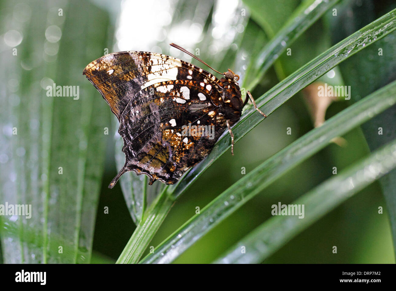 Vue latérale d'un papillon tacheté brun et blanc sur une feuille Banque D'Images