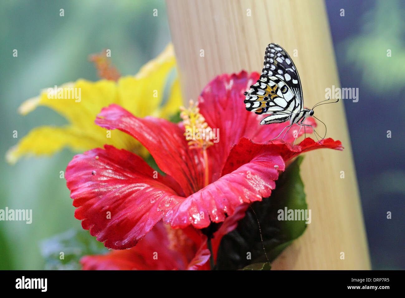 Un livre blanc et noir papillon sur une fleur Banque D'Images