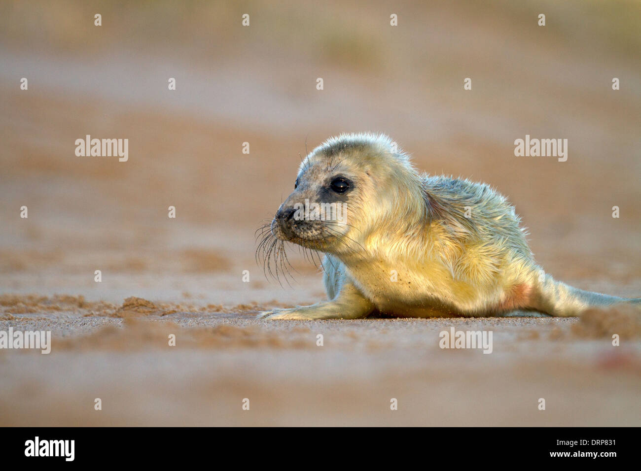 Bébé Phoque gris Halichoerus grypus, sur la plage Banque D'Images