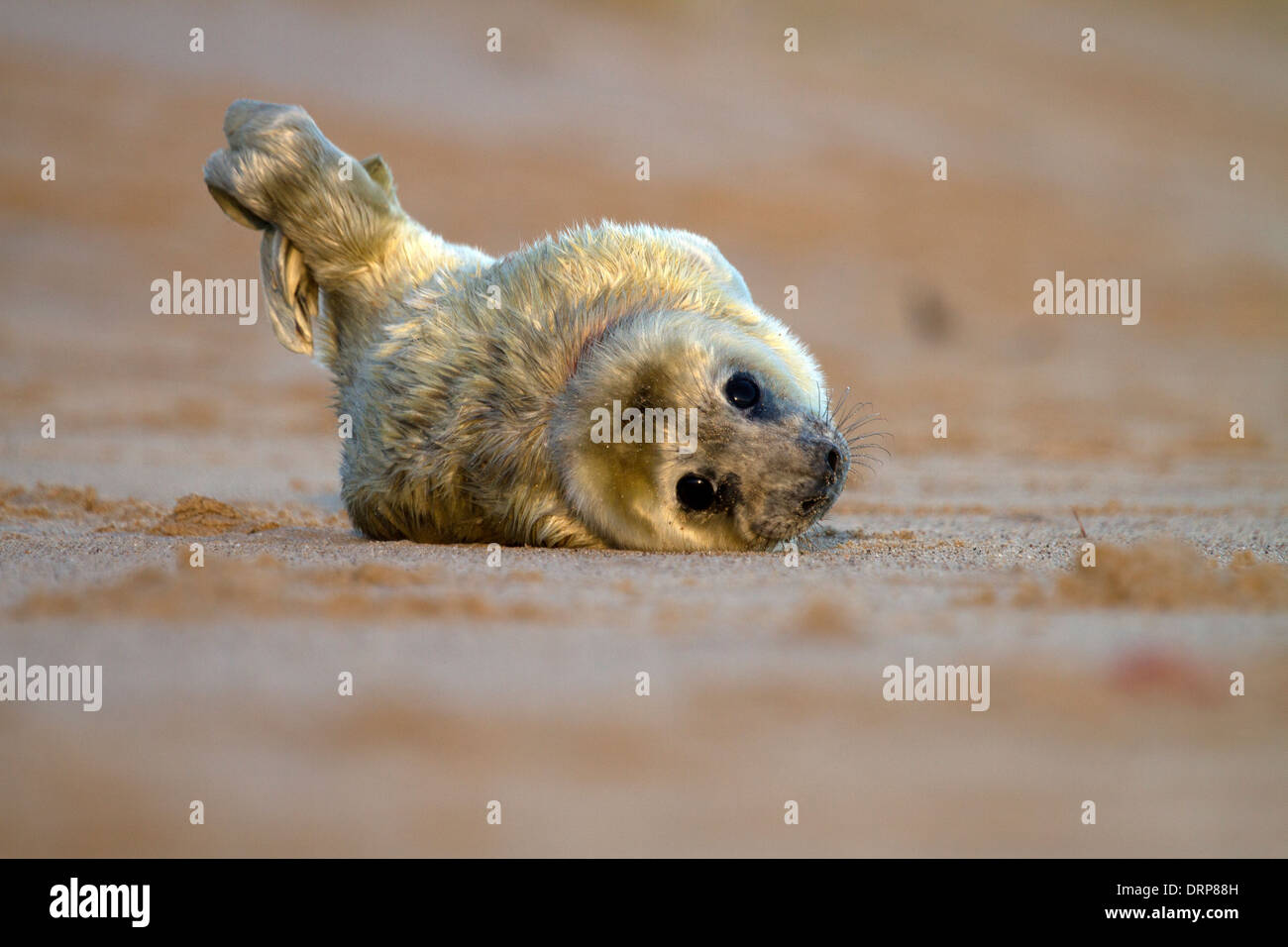 Bébé Phoque gris Halichoerus grypus, roulant sur la plage Banque D'Images