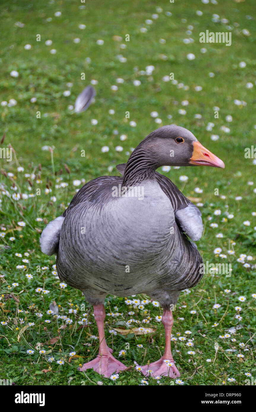 Goose couleur stnading de Regent Park Banque D'Images