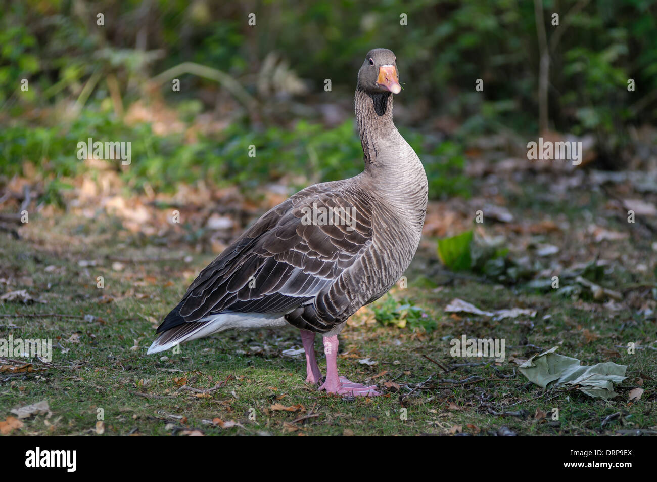 Goose couleur stnading de Regent Park Banque D'Images