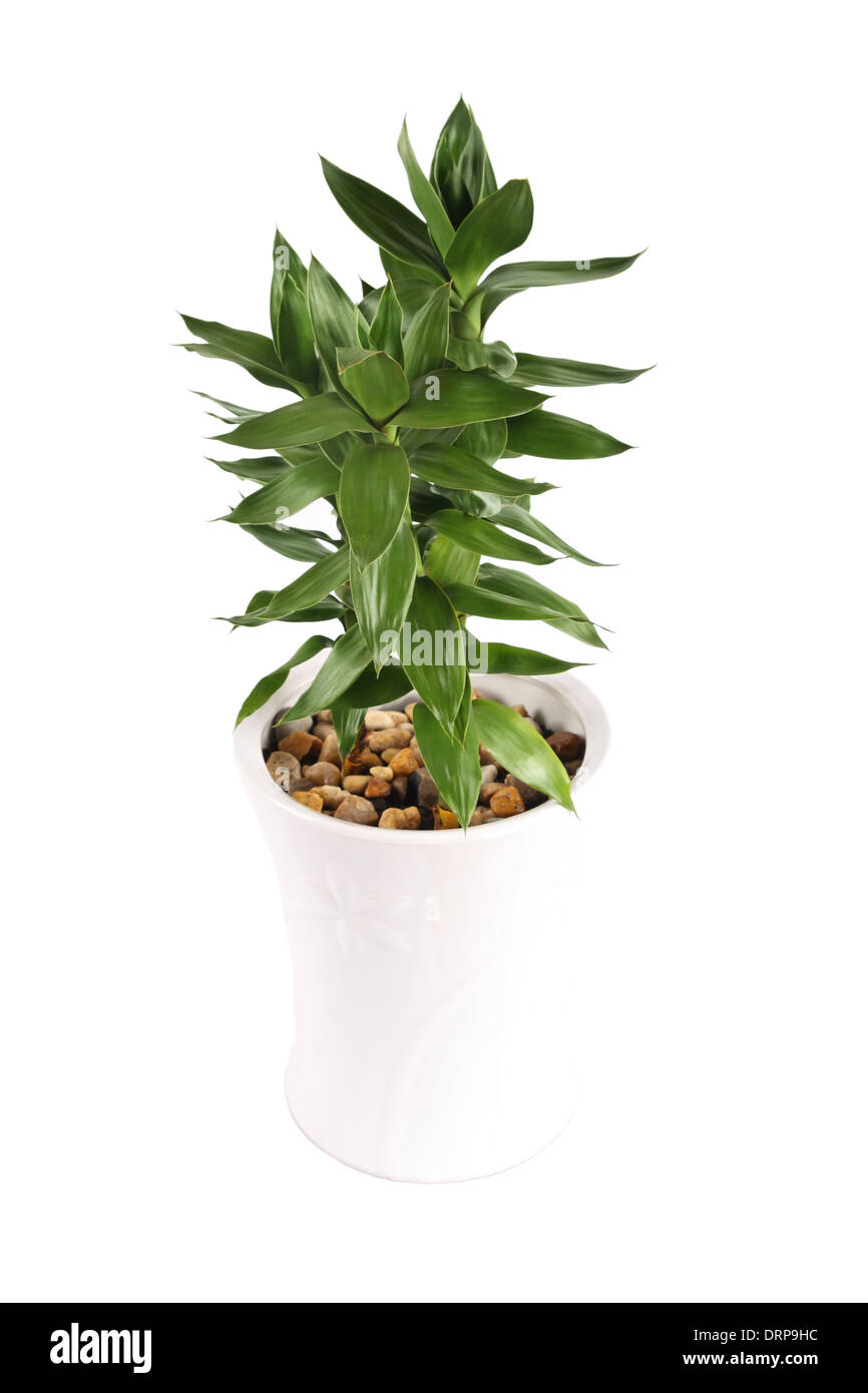 Houseplant Lucky Bamboo Banque D'Images